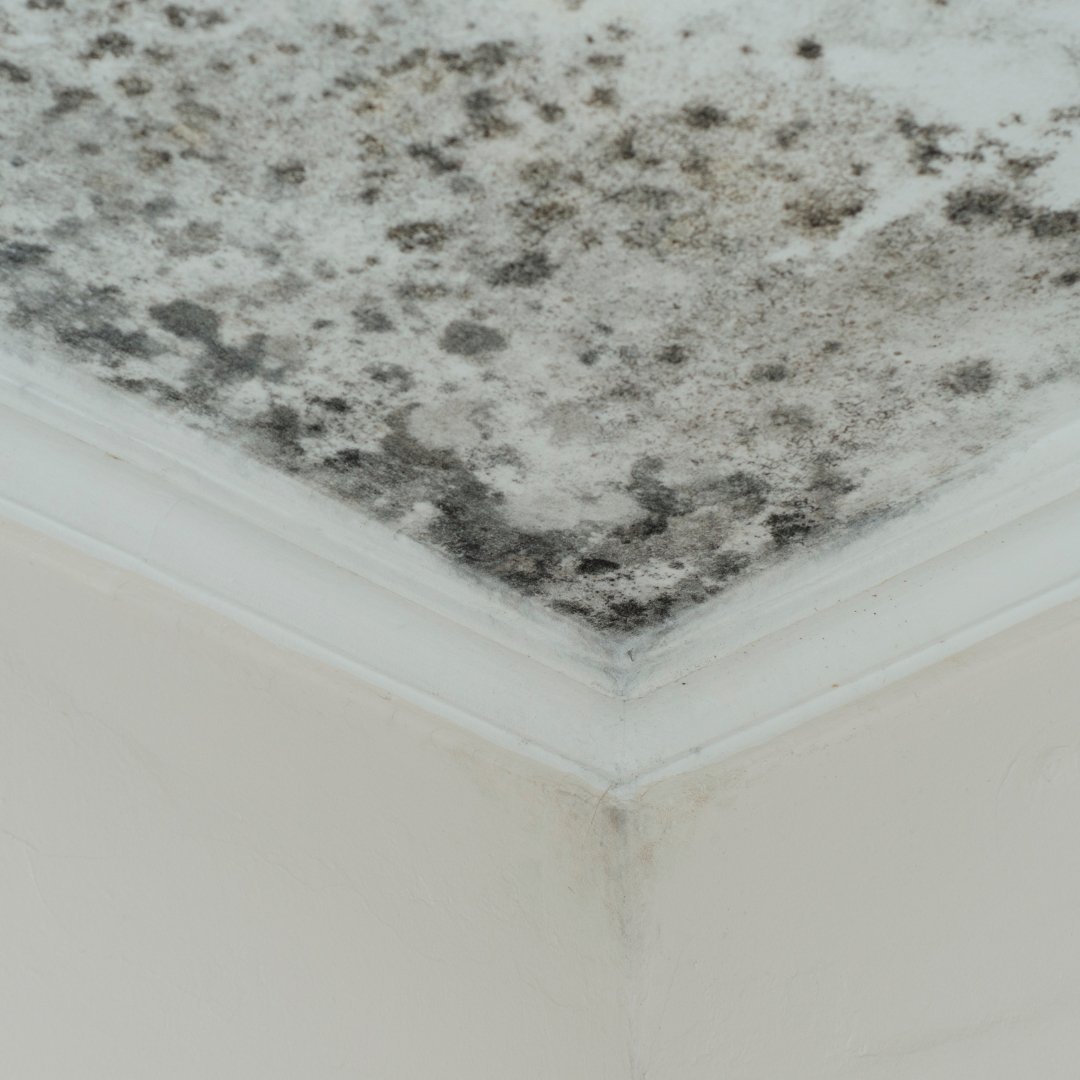 Humidité appartement Meaux GD Expertise